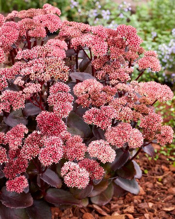 Очиток блэк найт