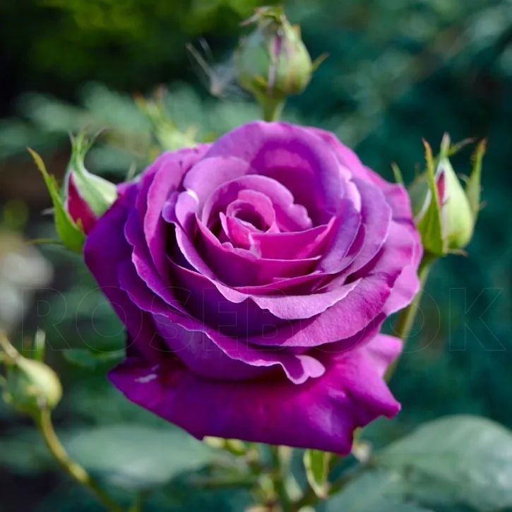 Парфюм де реф