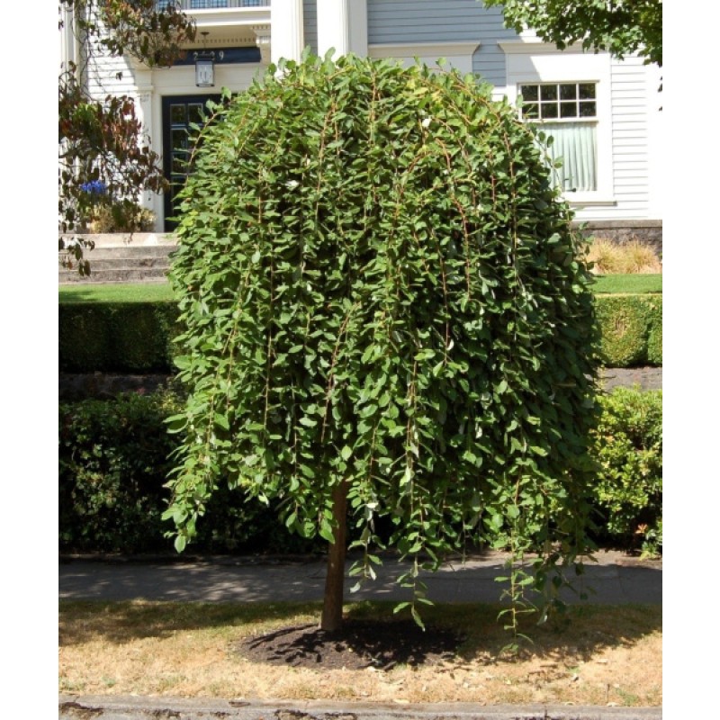 Ива Пендула С5 штамб120 (ИС) цельнолистная