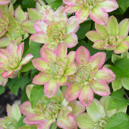 писташио кейк94266-m