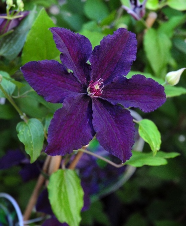 РАСПУТИН8e69157602c36f9