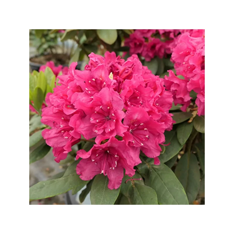 Рододендрон Дабл Кисс (Поиск)