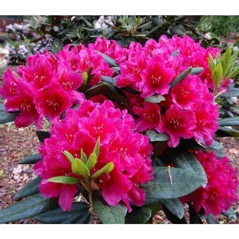 Рододендрон Хеллики (Поиск)