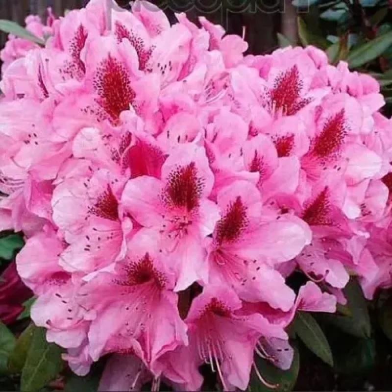 Рододендрон Космополитан (Поиск) гибридный