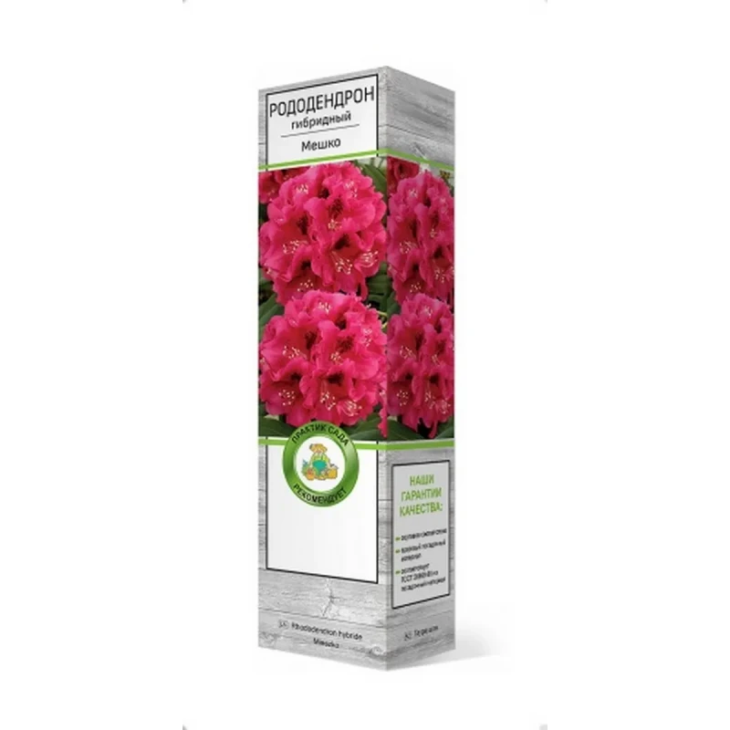 Рододендрон Мешко (Поиск)