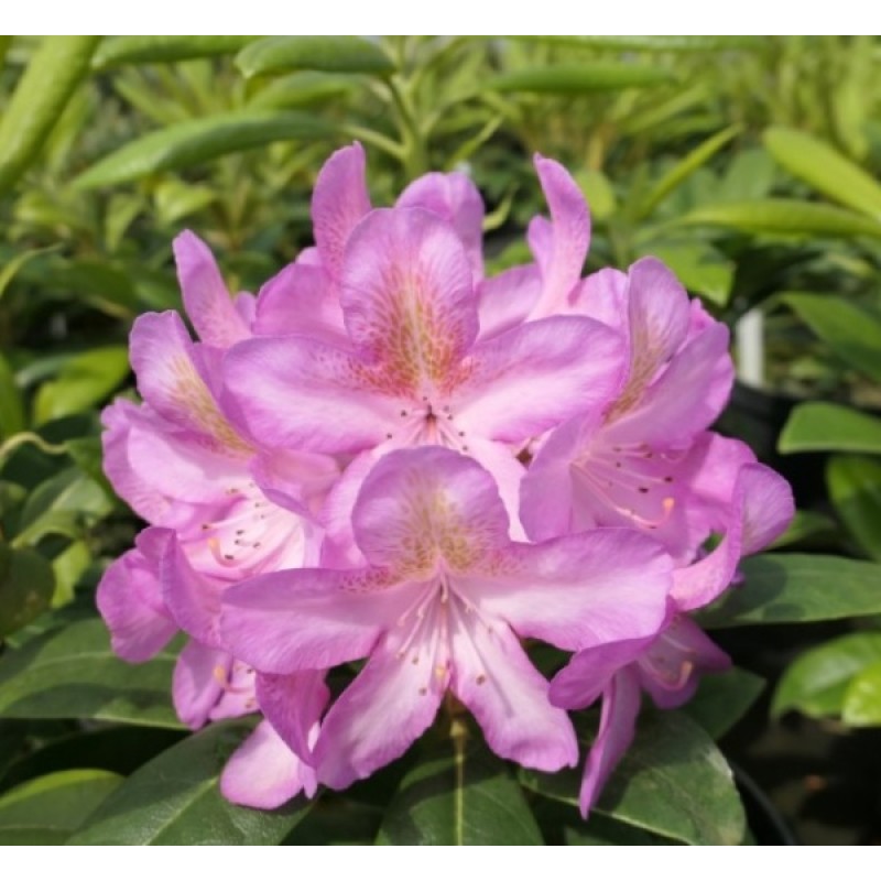 Рододендрон Бекка (Поиск)