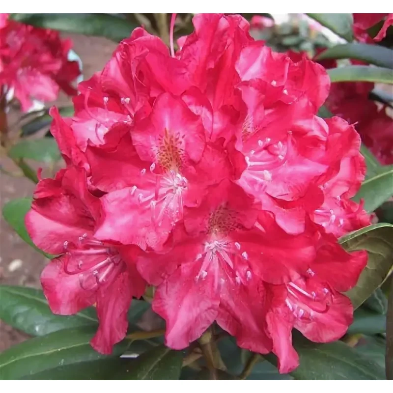 Рододендрон Казимир Вилки (Поиск) гибридный