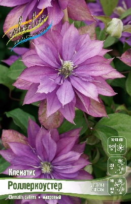 РОЛЛЕРКОУСТЕР2a06723116f37f13