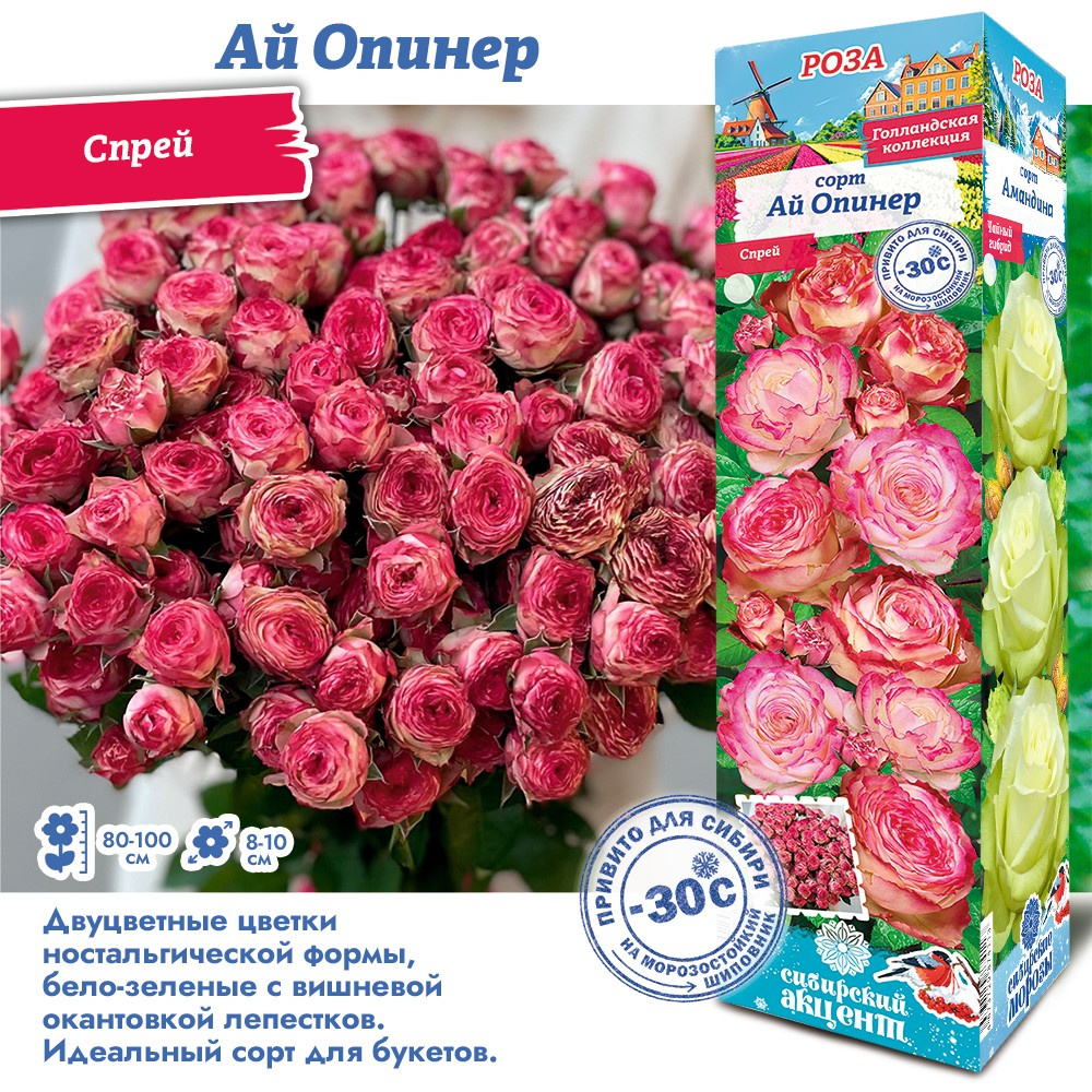 Роза ай опинер