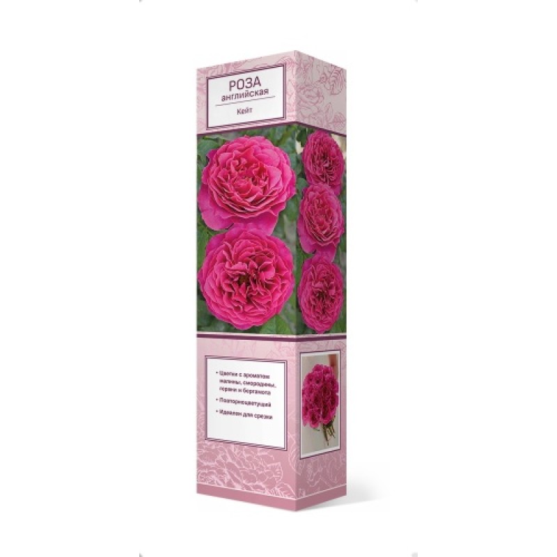 Роза Кейт (Поиск) английская чайно-гибридная