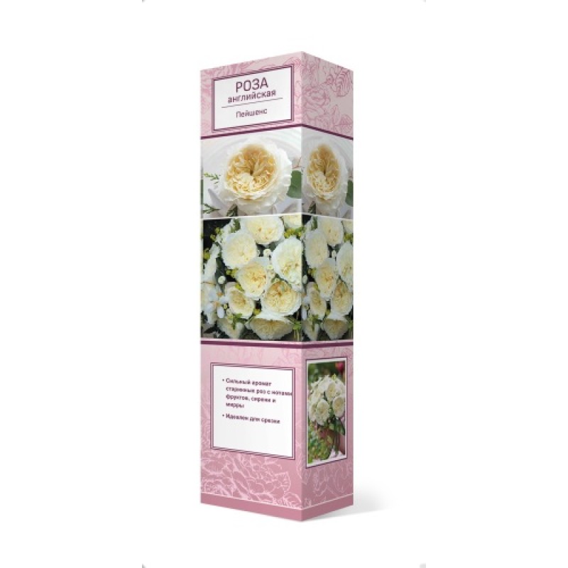 Роза Пейшенс (Поиск) английская чайно-гибридная