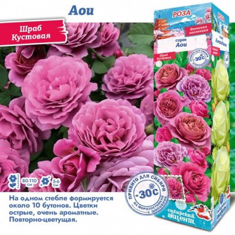 Роза Аои (Сиб.сад) японская