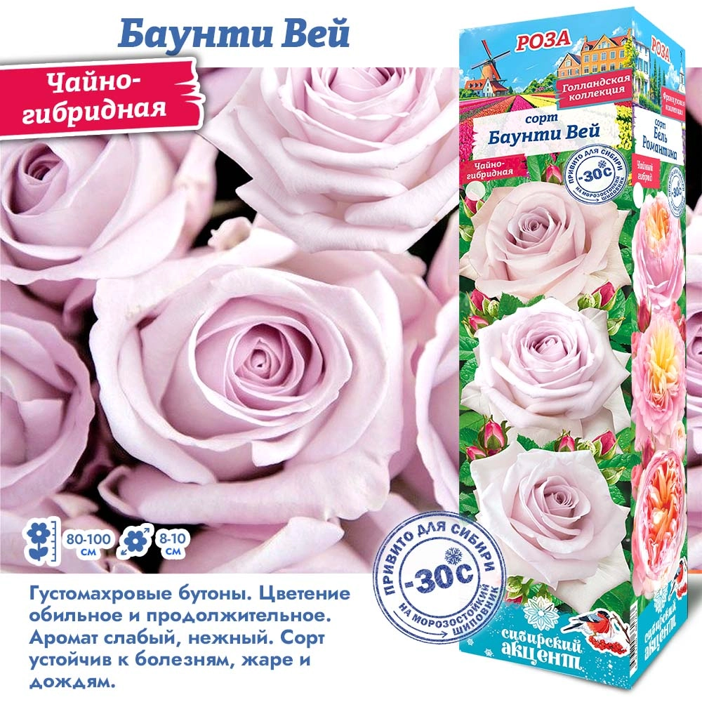 Роза баунти вейв сибсад