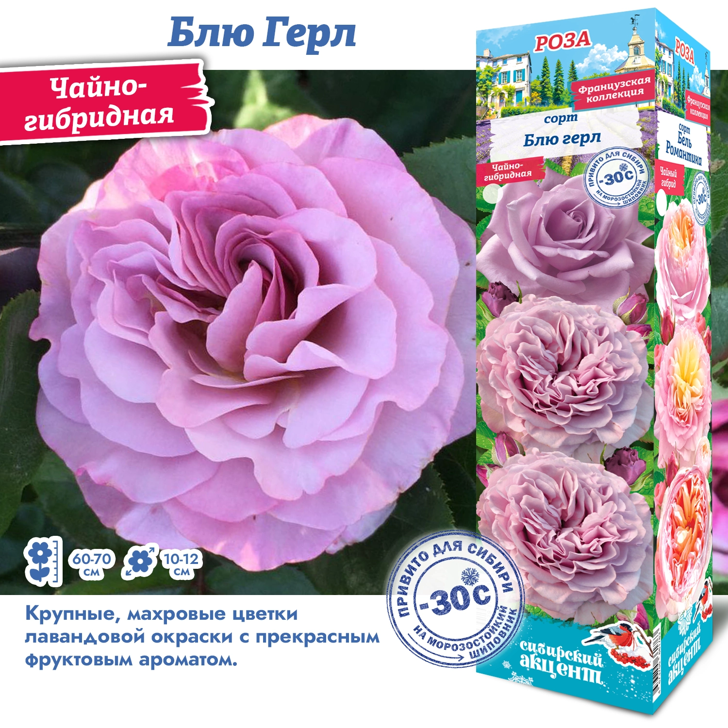 Роза блю герл