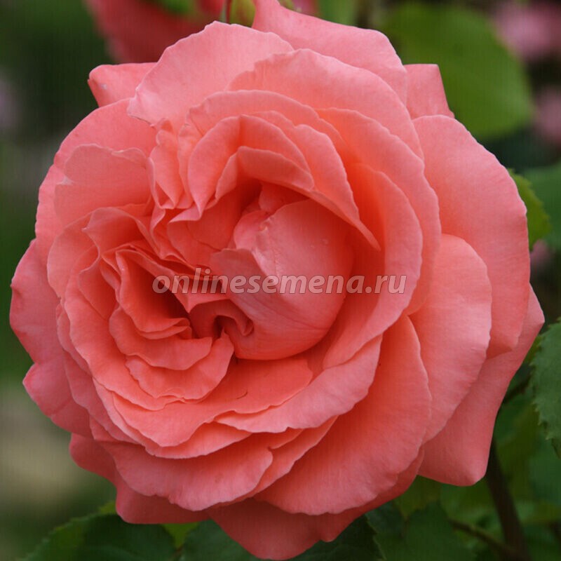 Роза Ди Ди Бриджуотер (Поиск) плетистая