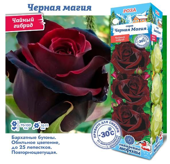 Роза черная магия