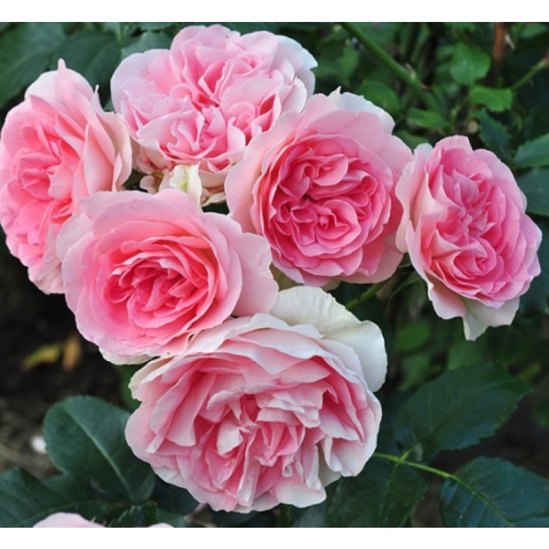 Роза Джет Сет (Поиск) флорибунда