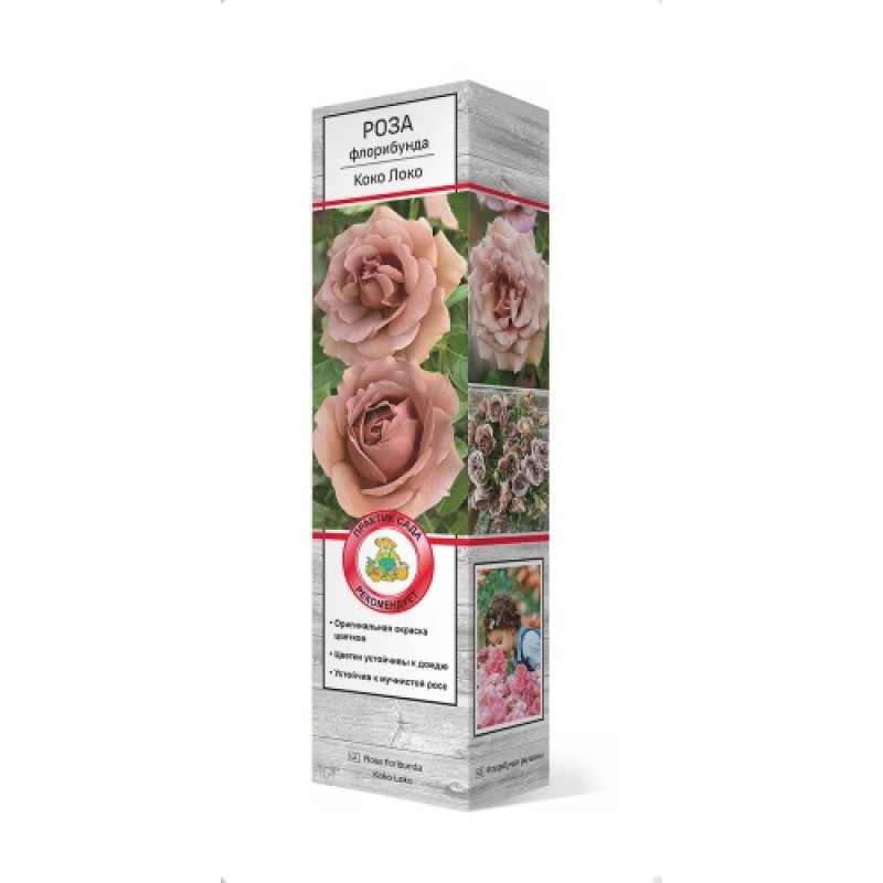 Роза Коко Локо (Поиск) флорибунда