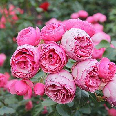 Роза флорибунда Помпонелла