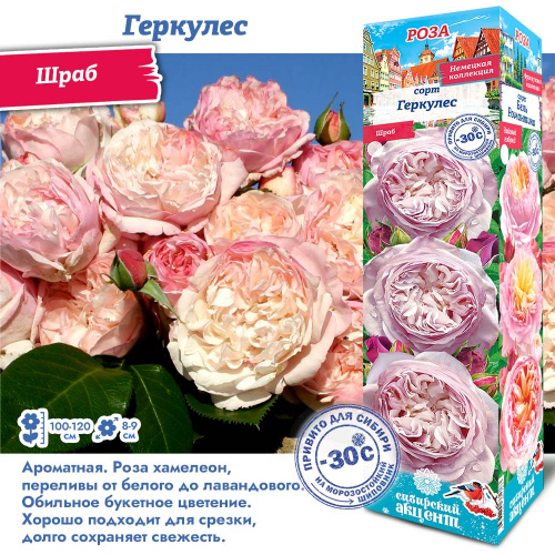 Роза геркулес