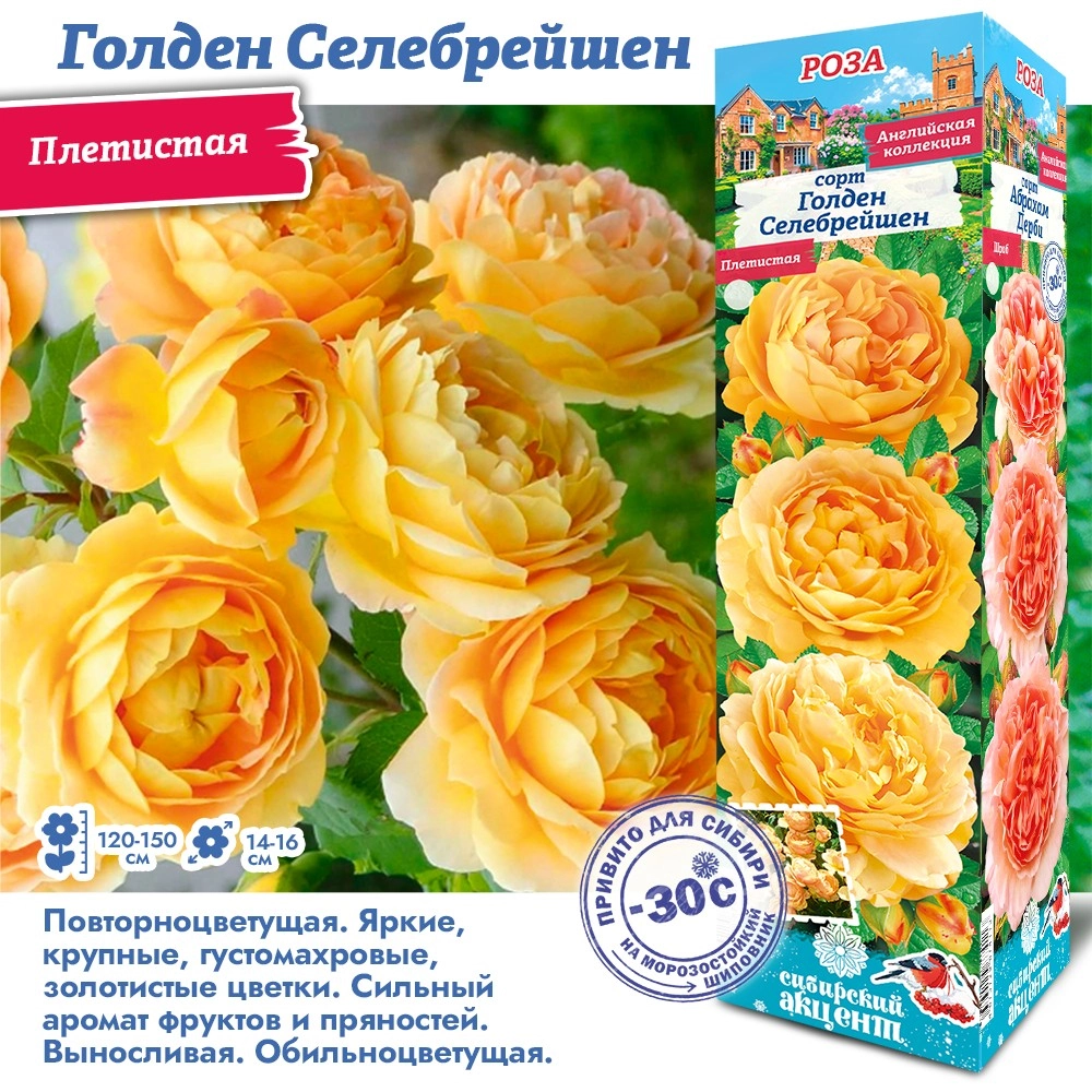 Роза голден селебрейшн