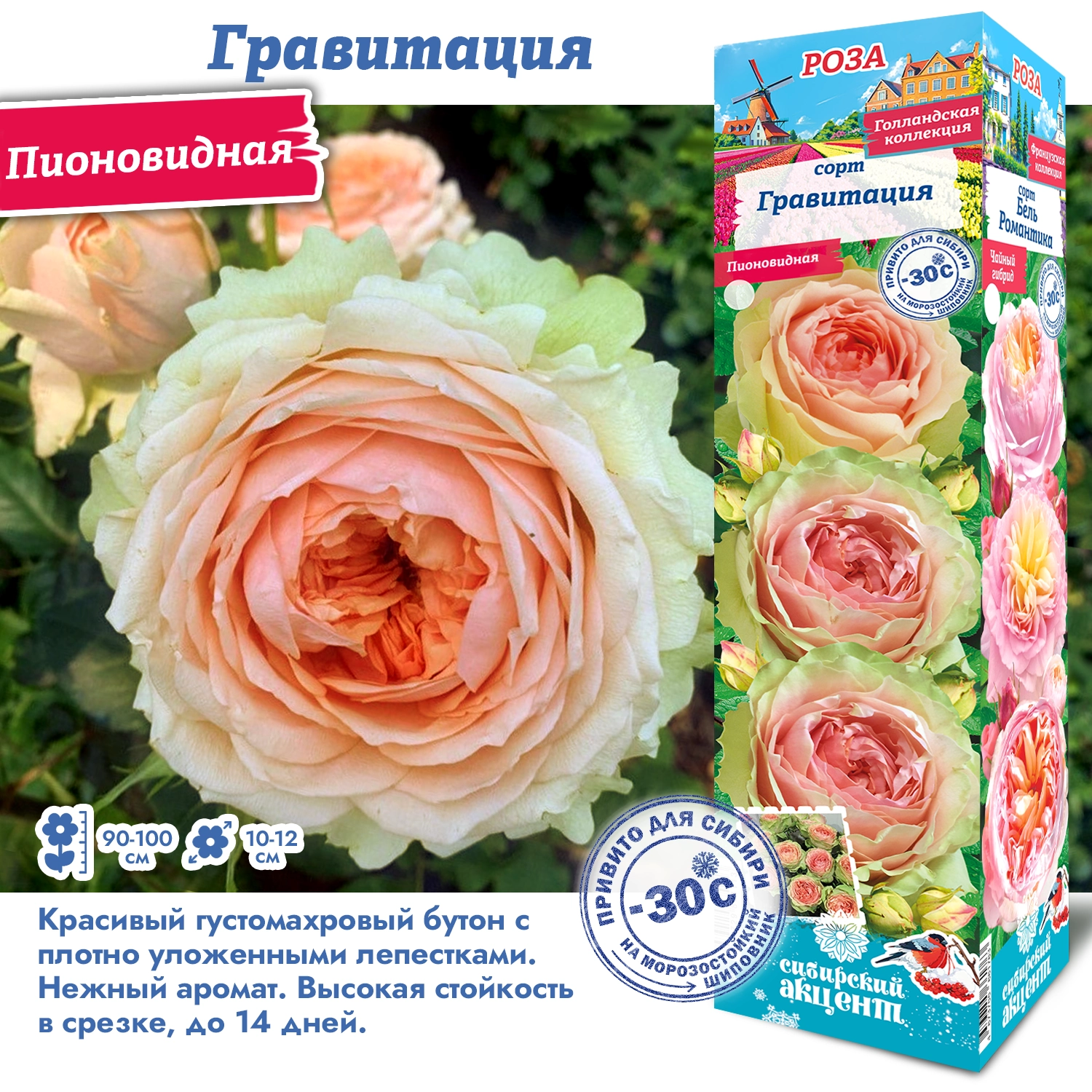 Роза гравитация