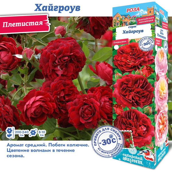 Роза хайгров плетистая