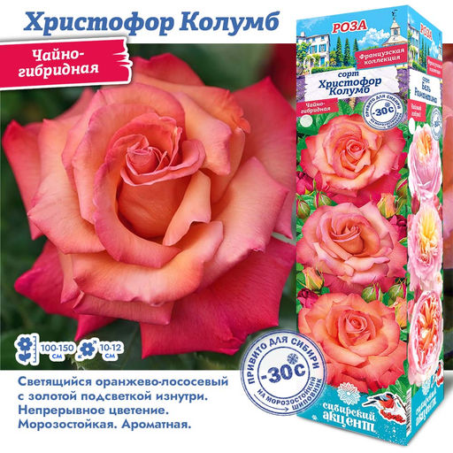 Роза христофор колумб