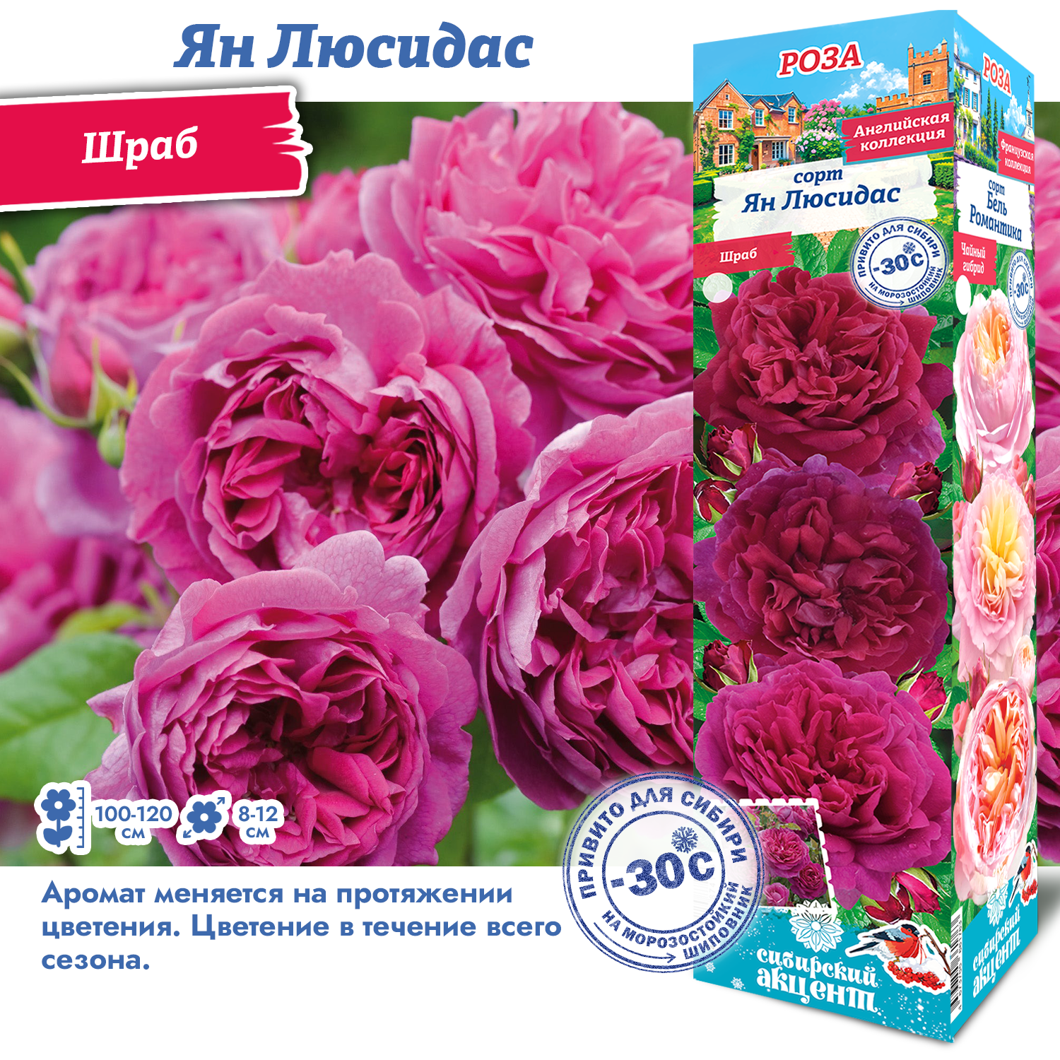 Роза ЯН лисидас