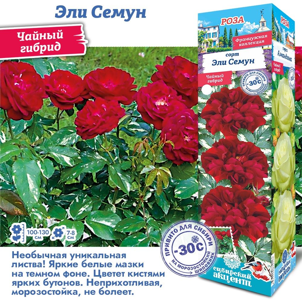 Роза элли симун