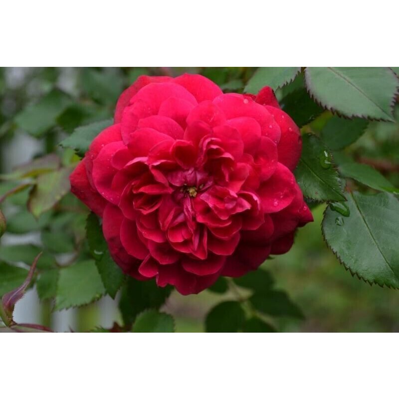 Роза Квадра (Поиск) канадская парковая