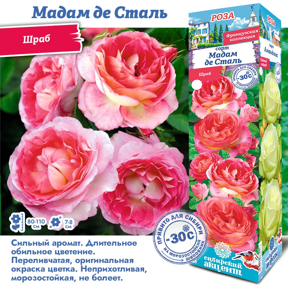 Роза мадам де сталь