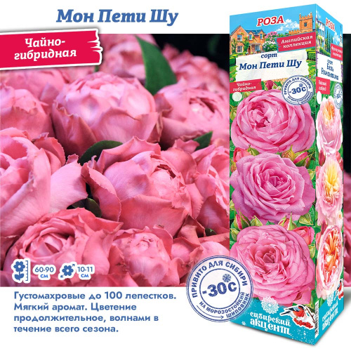 Роза мон пети