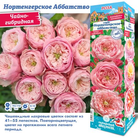 Роза нортенгенское аббатство