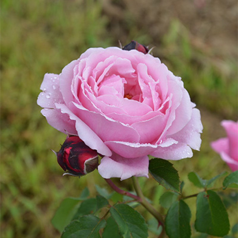 Роза Дитэр Мюллер (Поиск) парковая