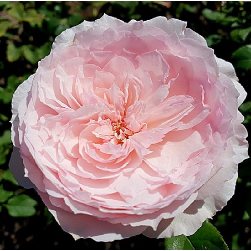 Роза Мисаки (Поиск) японская парковая