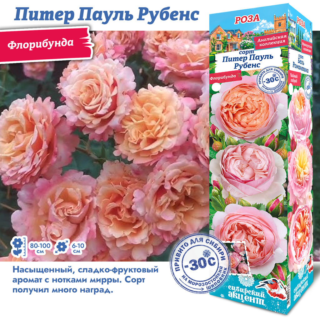 Роза питер паульс рубен