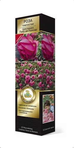 Роза плетистая Цикламен Пьер де Ронсар