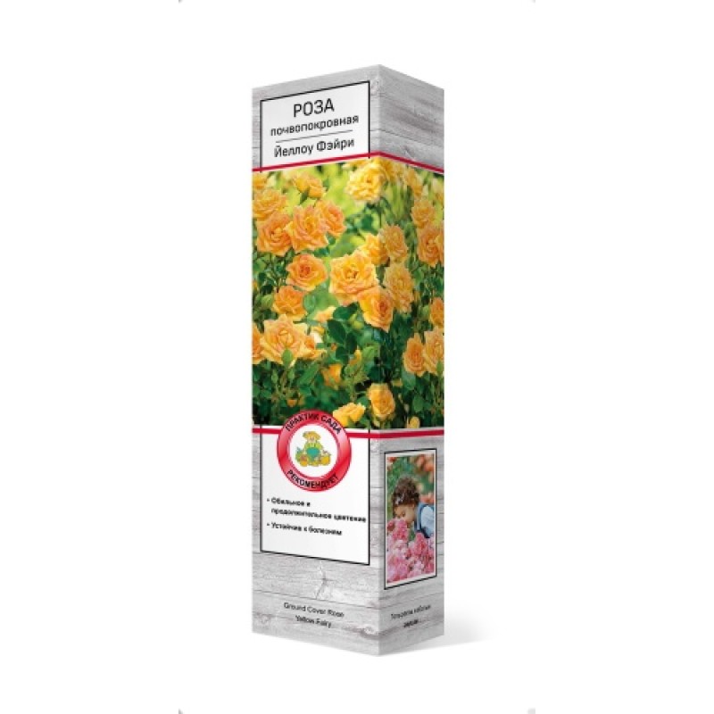 Роза Йеллоу Фэйри (Поиск) почвопокровная