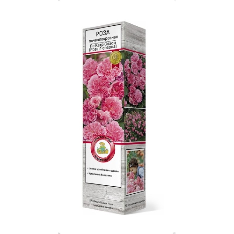 Роза Ле Катр Сэзон (Поиск) почвопокровная
