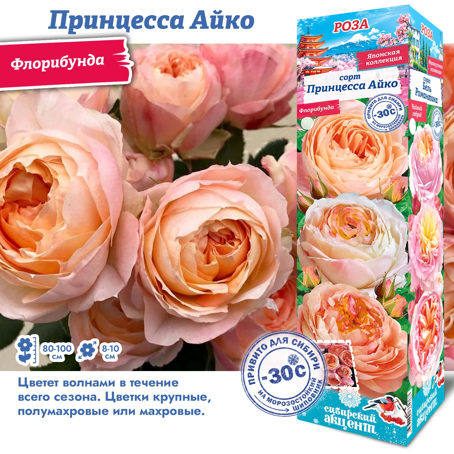 Роза принцесса айко