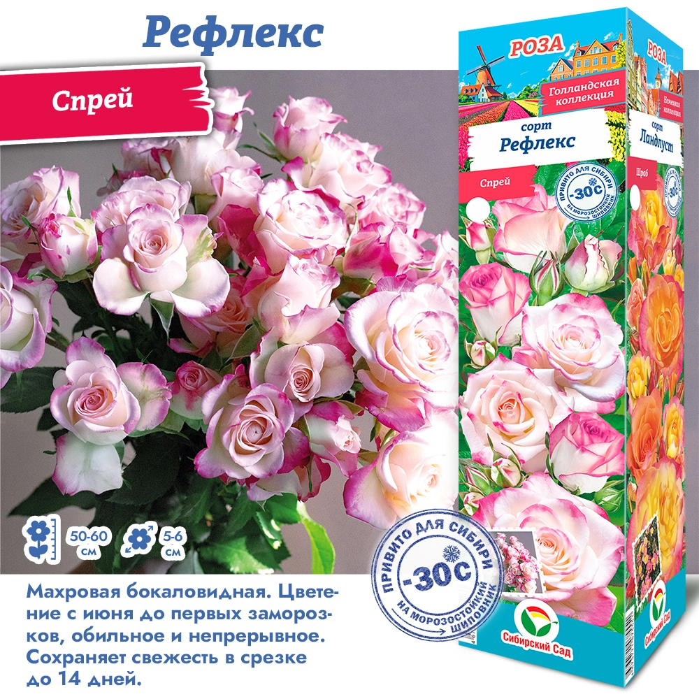 Роза рефлекс