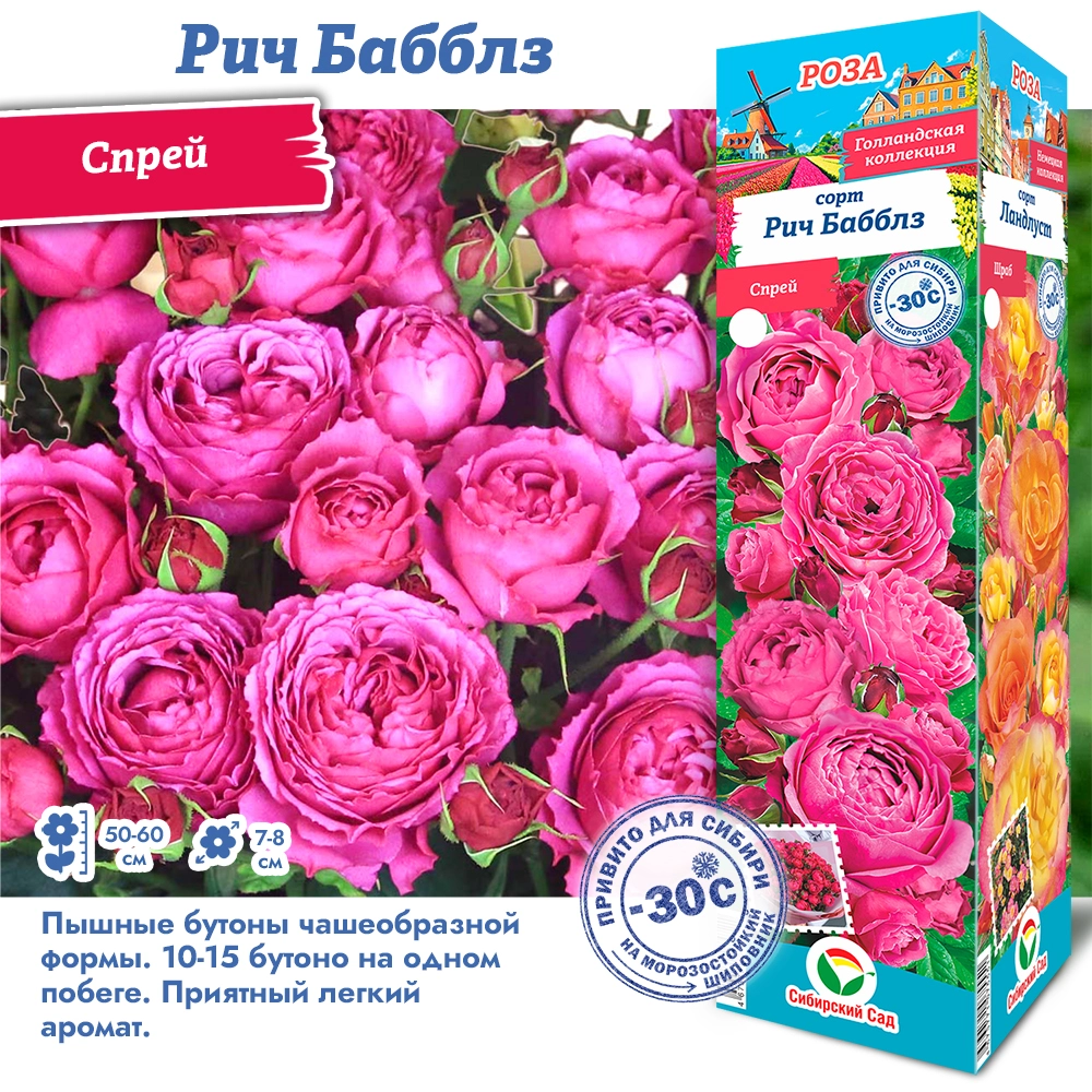 Роза рич баблз