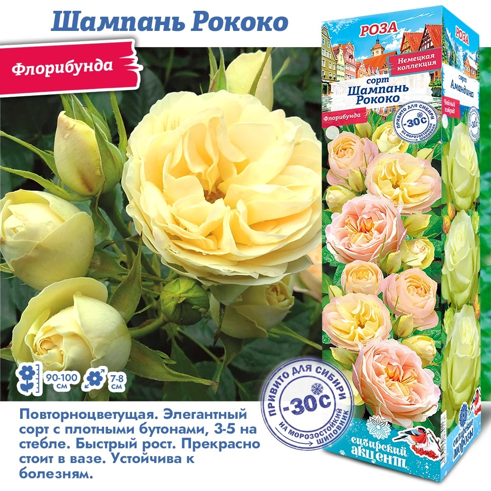 Роза шампань рококо