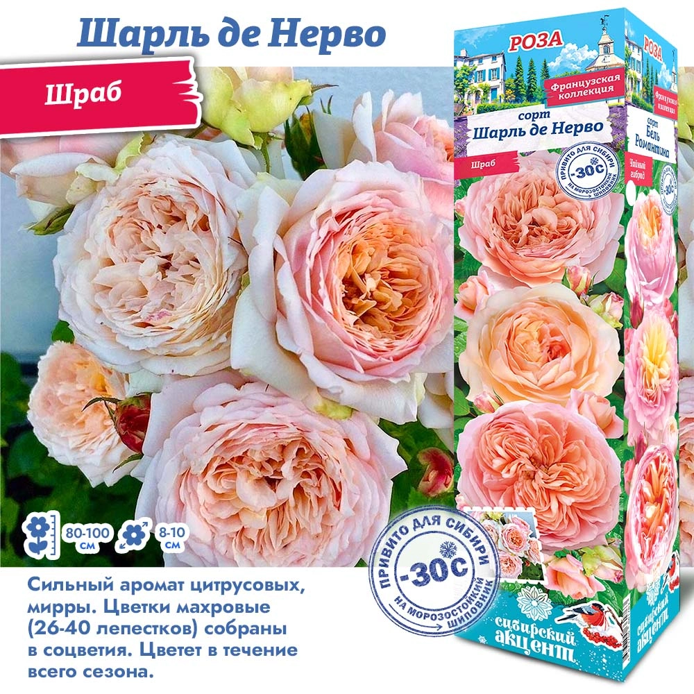 Роза шарль де нерво