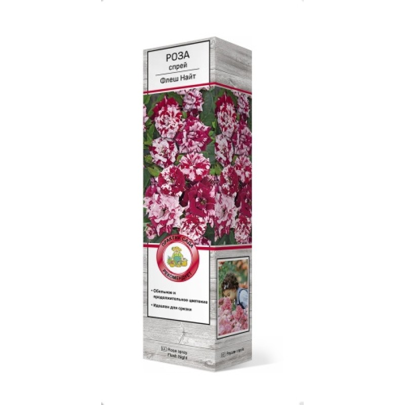 Роза Флеш Найт (Поиск) спрей