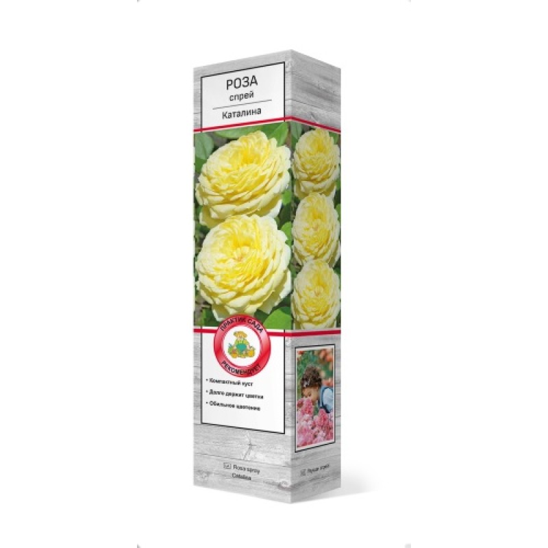 Роза Каталина (Поиск) спрей