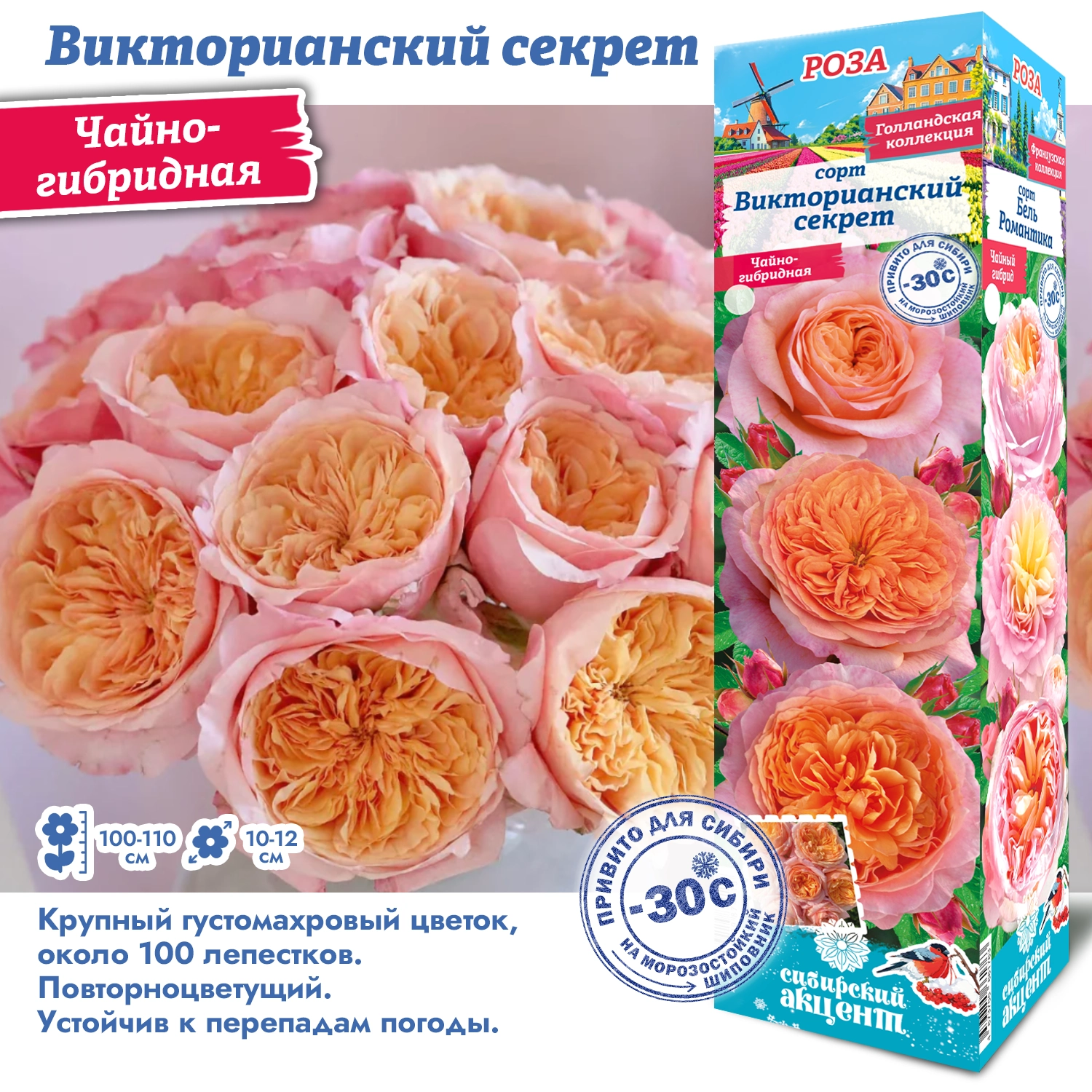 Роза викторианский секрет