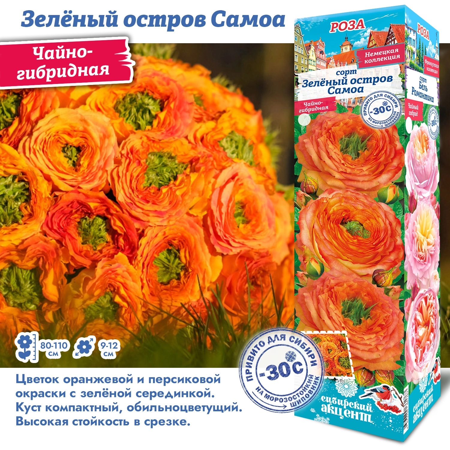 Роза зеленый остров самоа