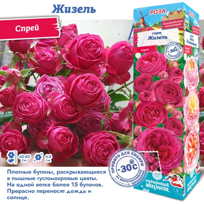 Роза жизель спрей